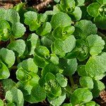 Chrysosplenium oppositifolium Blad