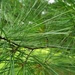 Pinus strobus List