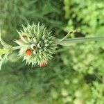 Leonotis nepetifolia Flower