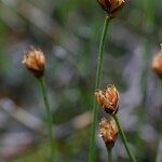 Juncus triglumis Fruit