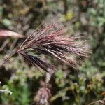 Bromus rubens Fruto