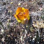 Calochortus clavatus Flor