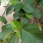 Ficus sycomorusഇല