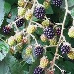 Rubus ulmifolius Frucht