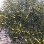 Acacia doratoxylon Хабит