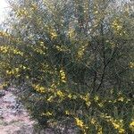 Acacia doratoxylon عادت داشتن