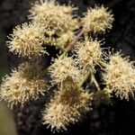 Combretum collinum Flower