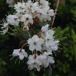 Rhododendron columbianum Flor