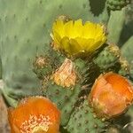 Opuntia ficus-indica Fula
