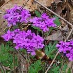 Verbena canadensis Žiedas