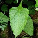 Austroeupatorium inulifolium List