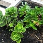 Sedum spurium 形態