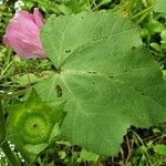 Malva trimestris 葉