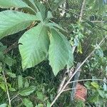 Cecropia pachystachya Feuille