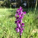 Orchis masculaപുഷ്പം