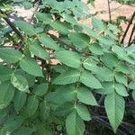 Dahlia imperialis Levél