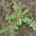 Ecballium elaterium Habit