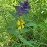 Melampyrum nemorosum Flower