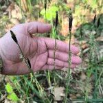 Carex pilosa Φύλλο