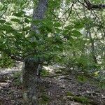 Fagus sylvaticaЛист