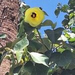 Hibiscus tiliaceus Blomst