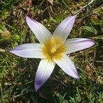 Romulea bulbocodium Flor