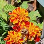 Tagetes patulaFlower