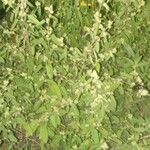 Sida spinosa Φύλλο