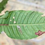 Psychotria altimontana Leaf