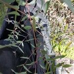 Eucalyptus parvula Hoja
