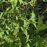 Symphyotrichum oblongifolium Leaf