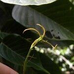 Hancea integrifolia പുഷ്പം