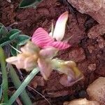 Onobrychis caput-galli Mosusu