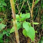 Chaerophyllum bulbosum Corteccia