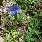 Gentiana angustifolia Altul/Alta