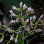 Sinclairia polyantha Other