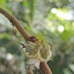 Rubus moluccanus Кветка