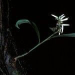 Amphirrhox longifolia Fleur