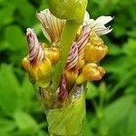 Sisyrinchium striatum Flower