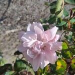 Rosa × damascena ফুল