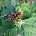 Clerodendrum bungeiFlor