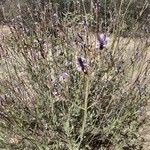 Lavandula canariensisFloro