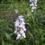 Dactylorhiza fuchsii花