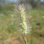 Polypogon maritimus 花
