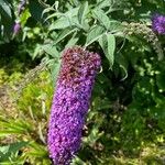 Buddleja japonica Fleur