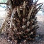 Phoenix canariensis Casca