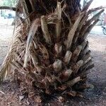 Phoenix canariensis പുറംതൊലി