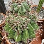 Ferocactus emoryi Habit