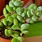 Cotyledon pendens Yaprak