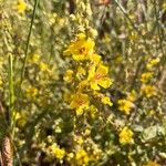 Verbascum sinuatumFiore